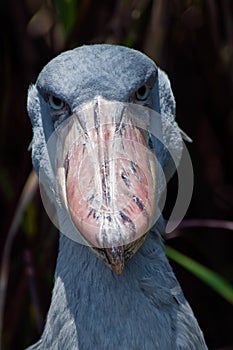 The whale-head, or king`s Heron, is a bird of the order stork-like