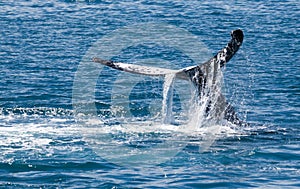 Whale Hervey Bay Australia