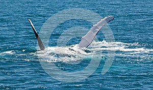 Whale Hervey Bay Australia photo