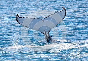 Whale Hervey Bay Australia