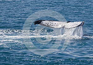 Whale Hervey Bay Australia