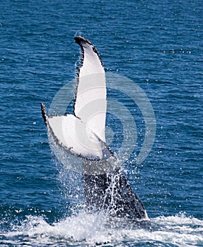Whale Hervey Bay Australia photo