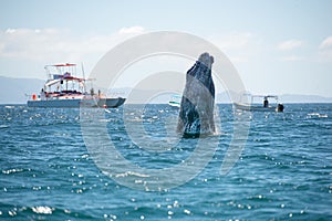 Whale human watching