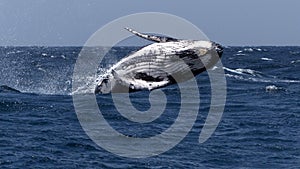 WHALE Humpback