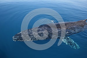 Whale Humpback swimming