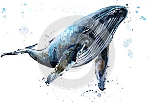 Whale. Humpback whale watercolor JPEG, PNG illustration.