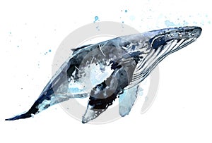 Whale. Humpback whale watercolor JPEG, PNG illustration.