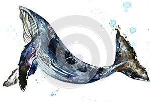 Whale. Humpback whale watercolor JPEG, PNG illustration.