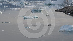 Whale, icebergs and ice in arctic nature landscape. A Minke whale comes up to breathe.