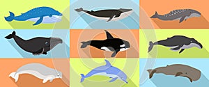 Whale icons set, flat style