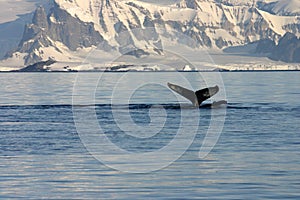 Whale and icy landscape