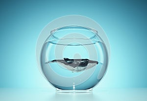 Whale inside a fish bowl