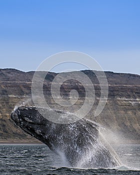 Whale jump , Patagonia Argentina