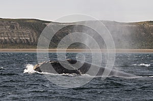 Whale jump , Patagonia photo