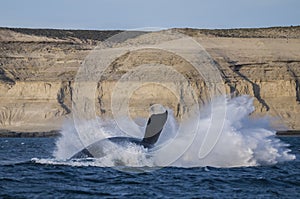 Whale jump , Patagonia photo