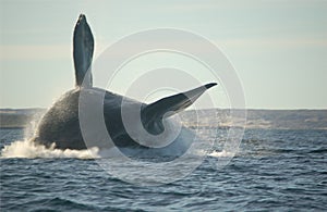 Whale jumping