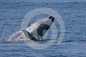 Balena saltando più vicino sul mantello codice 