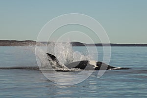 Whale jumping in Peninsula Valdes