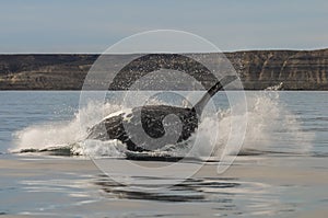 Whale jumping in Peninsula Valdes