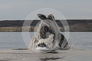 Whale jumping in Peninsula Valdes,