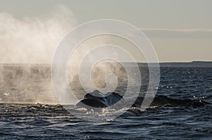 Whale jumping in Peninsula Valdes,,