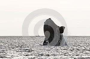 Whale jumping in Peninsula Valdes,,