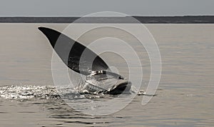 Whale jumping in Peninsula Valdes,,