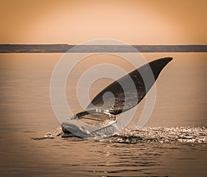 Whale jumping in Peninsula Valdes,,