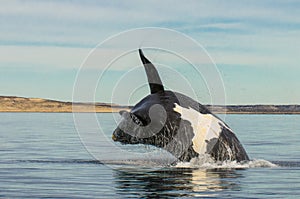 Whale jumping in Peninsula Valdes, photo