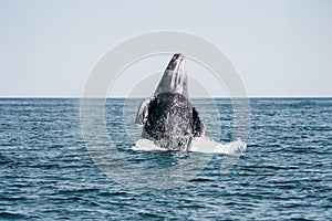 A whale jumps out of the water against a clear sky.