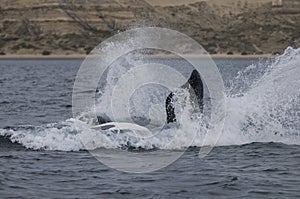 Whale Junp splash, Patagonia