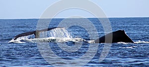 Whale at Los Cabos Mexico excellent view of family of whales at pacific ocean