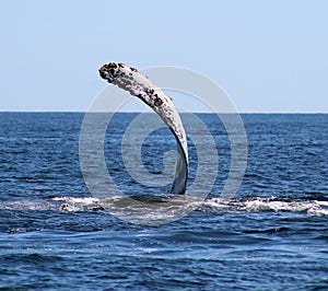 Whale at Los Cabos Mexico excellent view of family of whales at pacific ocean