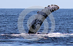 Whale at Los Cabos Mexico excellent view of family of whales at pacific ocean