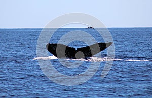 Whale at Los Cabos Mexico excellent view of family of whales at pacific ocean