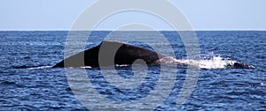 Whale at Los Cabos Mexico excellent view of family of whales at pacific ocean