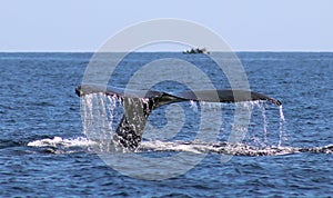 Whale at Los Cabos Mexico excellent view of family of whales at pacific ocean