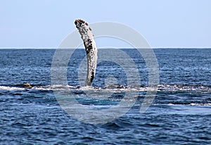 Whale at Los Cabos Mexico excellent view of family of whales at pacific ocean