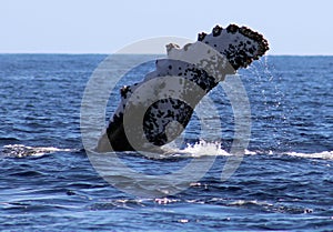 Whale at Los Cabos Mexico excellent view of family of whales at pacific ocean