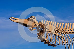 Whale Mammal Skeleton