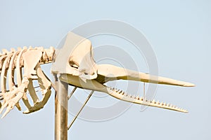 Whale Mammal Skeleton