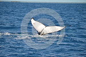 Whale mothers tail