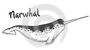 Whale narwhal isolated on white background