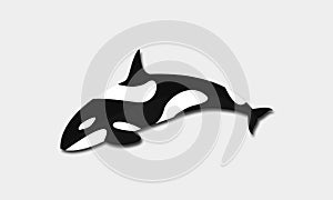 Whale Orca Black and White