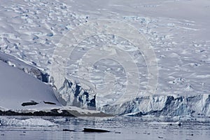 Whale in Paradise Harbor, Antarctica