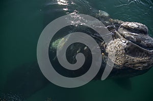 Whale Patagonia Argentina photo