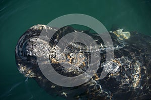 Whale Patagonia Argentina photo