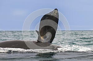 Whale Patagonia Argentina photo