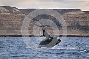 Whale,Patagonia Argentina photo