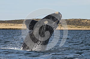 Whale , Patagonia, Argentina photo